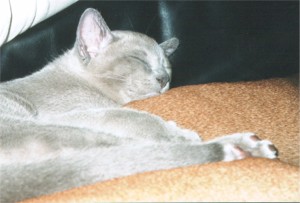 Nino liegt auf Jele (Ridgebackhndin)