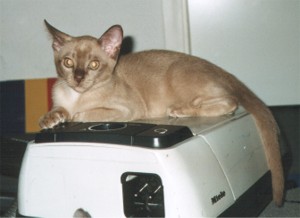 Tiger mutig auf dem Staubsauger