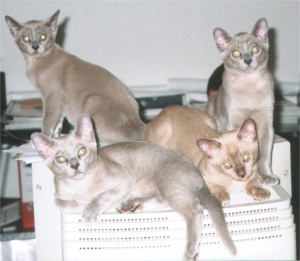 A-Wurf auf einem Monitor