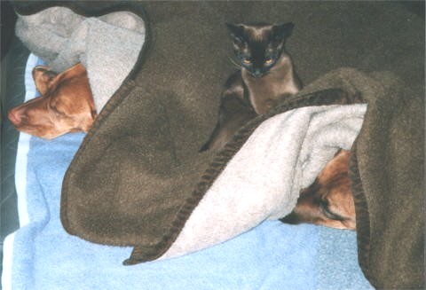 Homer, Jele und Thandi kuscheln