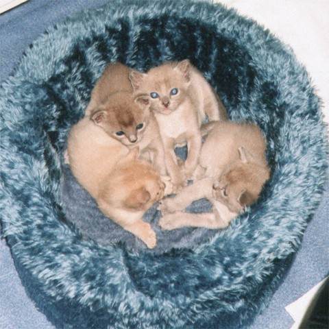 links 1 chocolate und rechts 3 blaue Ktzchen