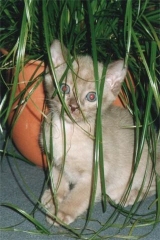 Burmaktzchen Thandis African Tiger