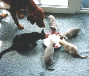 Mmhh-lecker Hackfleisch