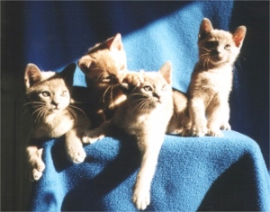 Burmaktzchen Thandis