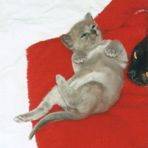 Mama EC. Nikita Thandi schaut nach einem blauen Kitten