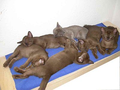 Burmaktzchen Thandis