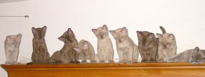 Burmaktzchen Thandis