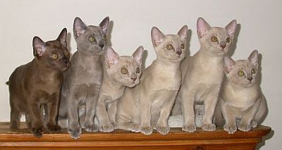 Burmaktzchen Thandis