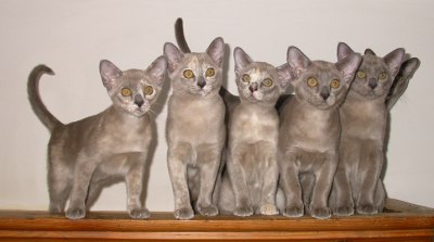 Burmaktzchen Thandis