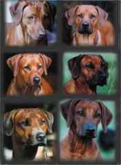 Rhodesian Ridgeback