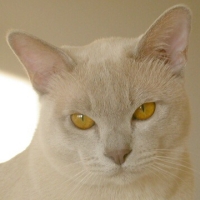 Ch. Symfony van Perfection