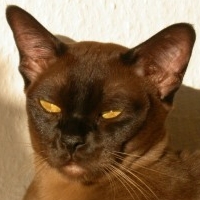 IC. Bouvese Waltzing Matilda