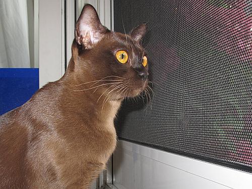 Burmakatze Thandis Orabella