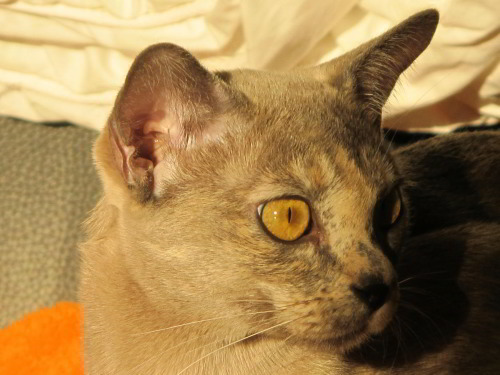 Burmakatze Thandis Miss Blessi