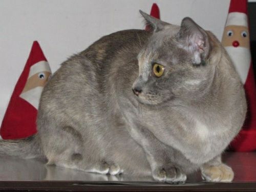 Burmakatze Thandis Miss Blessi