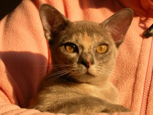 Burmakatze Thandis Miss Blessi