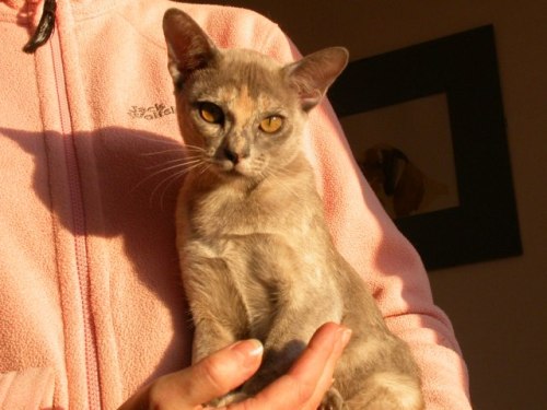 Burmakatze Thandis Miss Blessi