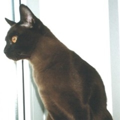 Burmakatze Nikita Thandi