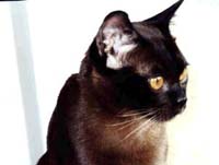 Supreme Champion Nikita Chanel Theani Burmese