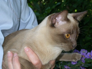 Burmakatze Thandis Coco Chanel