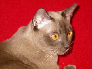 Burmakatze Thandis Coco Chanel