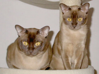 Burmakatzen Thandis Coco Chanel & Thandis African Tiger