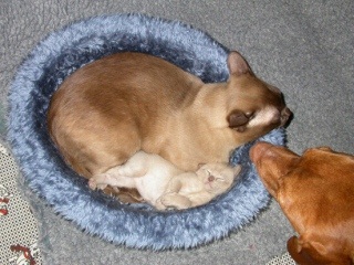 Burmakatze Thandis Coco Chanel