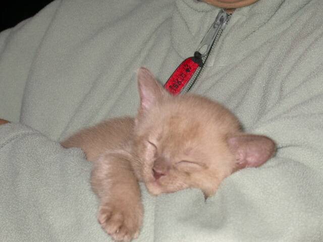 BurmaktzchenThandis Coco Chanel