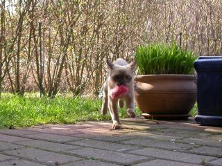 Burmakitten Thandis Coco Chanel