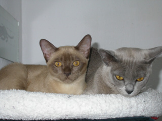Burmakatzen Thandis Coco Chanel & Lola