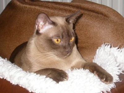 Burmakatze Thandis Coco Chanel