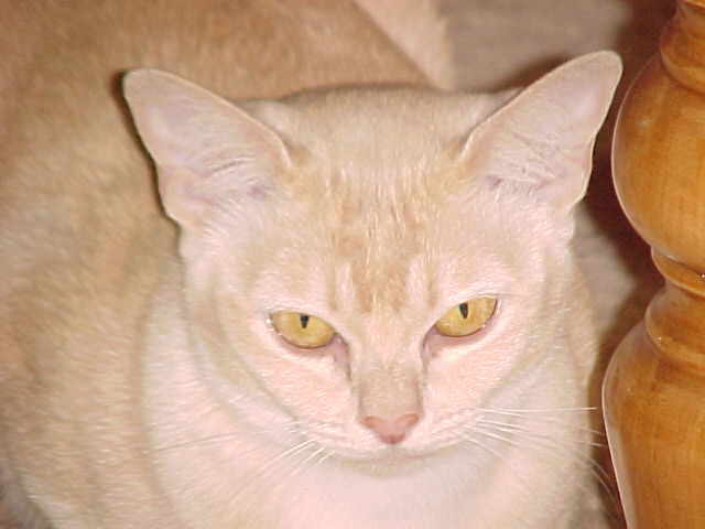 Bze Ch. Bajimbi Creme Karizma