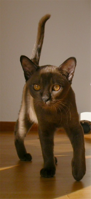 Burmaktzchen Thandis Desdemona