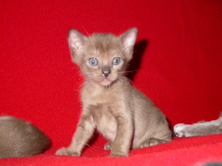 Burmaktzchen Thandis Desdemona