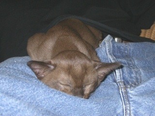 Burmaktzchen Thandis Desdemona