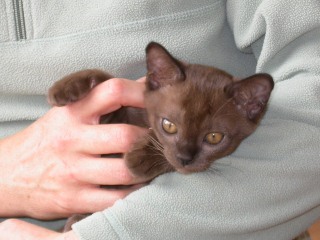 Burmaktzchen Thandis Desdemona