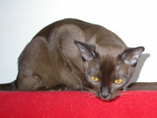 Burmakatze Thandis Desdemona