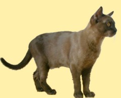 Ch. Thandi's Desdemona