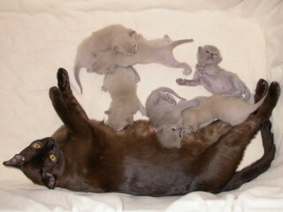 Klicken zum Vergrern