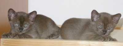 Burmaktzchen Thandis