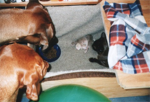 Jele und Homer schauen in die Wurfkiste von Thandi mit ihren Babies