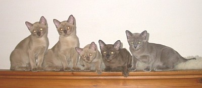 Burmaktzchen Thandis