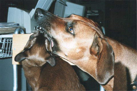 Jele spielt mit Thandi