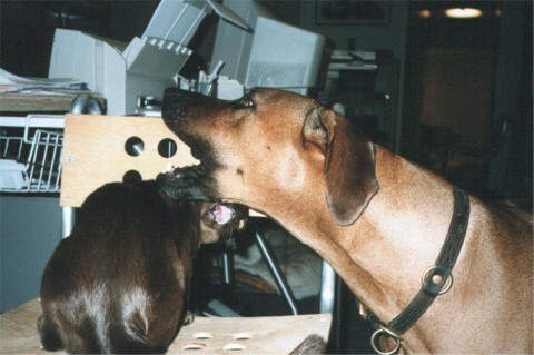 Jele spielt mit Thandi