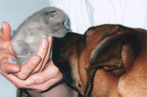 Jele schnuppert an einem blauen kitten