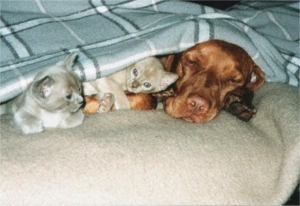 Homer mit Tiger und Bobo