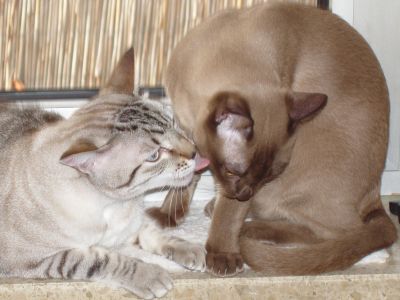 Carlos putzt Kasimir