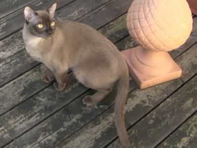 Kasimirs erster Ausflug auf die Dachterrasse