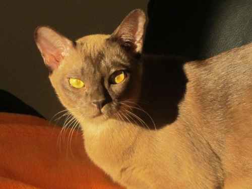 Burmakatze Thandis Kleopatra