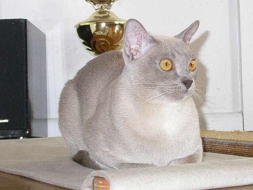 Burmakatze Thandis Kitty